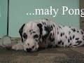 DALMATIAN PONGO KoDi