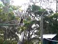 Cool hang monkey up Cool hang monkey up