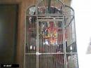 african grey talking