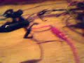 motor bedini complemento