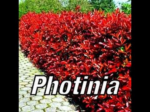 how to fertilize red tip photinia