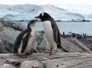 Gentoo Feeding