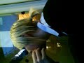 scottlee piercing under georgias tounge -2
