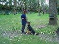 Lola retrieving over the A Frame