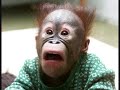 Animais em momentos Críticos 4 Animais em momentos Críticos 4