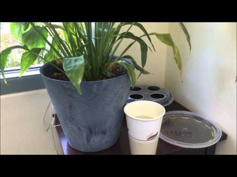 how to eliminate gnats from plants