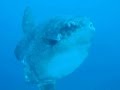 Mola Mola Sighting in Nusa Penida