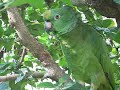 Yellow Crowned Amazon