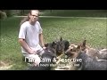 Working With Aggressive Dog
