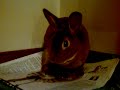 My Pet Bunny