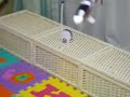 ハニービー動画