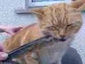 Angry car Felix