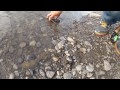 Click here to watch this video Small trout at a lake in southern alberta