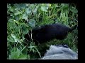 Flat Coated Retriever puppy