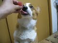 Goro@Welsh corgi 20080512 sashimi of  tuna