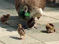 Jonge pauwtjes bij Kinderboerderijtje de Gorzen Jonge pauwtjes bij Kinderboerderijtje de Gorzen