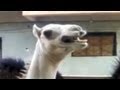 Camel Crimes and Chicken Police