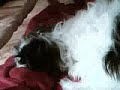 my doggy(puppy)