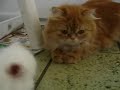 Fluffy persian kittens Fluffy persian kittens