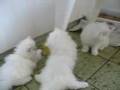 Fluffy persian kittens