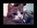 Gato vs puma -part 2 Gato vs puma -part 2