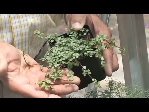 how to transplant bittersweet vine
