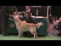 Crufts 2007 - Undergraduate Dog