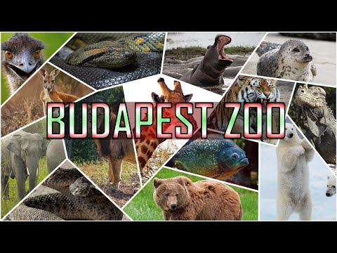 YouTube reptile video