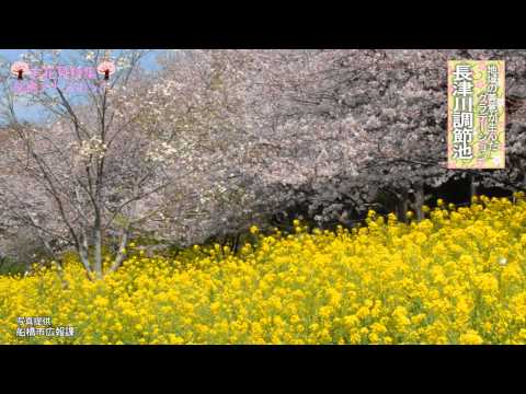 アドスポットお花見特集-長津川調節池-