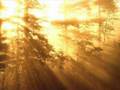 Wayne Dyer/Changing The Habits That Erode