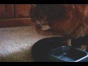 pebbles, my grandparents cat, is very fancy and drinks water in an unusual way. song credits: 