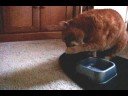 pebbles, my grandparents cat, is very fancy and drinks water in an unusual way. song credits: 