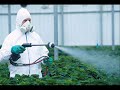 Genetically Modified Organisms