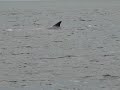 Whale Watching