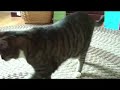 Alice The Cat. Alice The Cat.