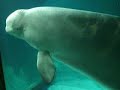 beluga - l'oceanografic