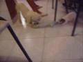 pelea de perros 2 