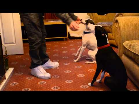 how to train whippets