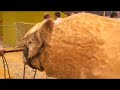 Le Concours des Charolais au Salon de l\ Le Concours des Charolais au Salon de l\
