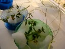 Aeroponics using a humidifier system