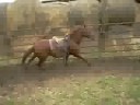 2006 Sorrel Filly For Sale~ Barrel Prospect ~ Asking $1,500