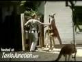 A Kangaroo Beats the Zoo Keeper