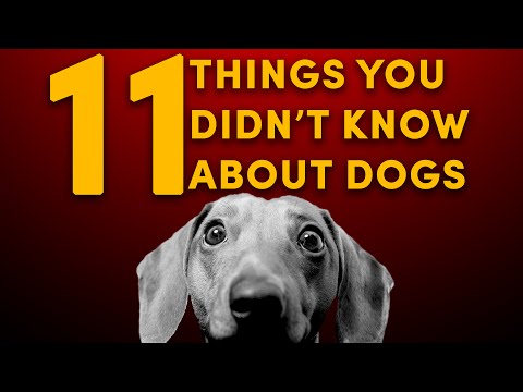 Search result youtube video cordoba fighting dog animal search q=cordoba fighting dog animal breed