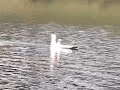 RC : home made air boat maiden voyage