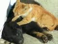 かわいい犬動画