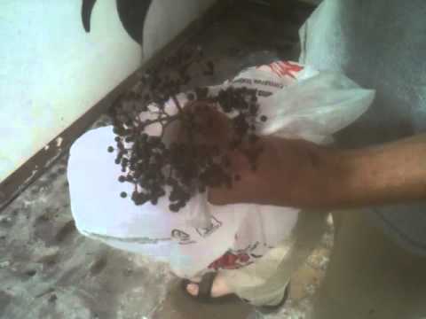 how to harvest elderberries