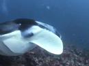 Manta Point Paradise Island