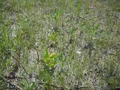 how to transplant lady slippers