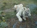 wroc?awskie Zoo - bia?y tygrysek wroc?awskie Zoo - bia?y tygrysek