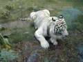 wroc?awskie-Zoo---bia?y-tygrysek